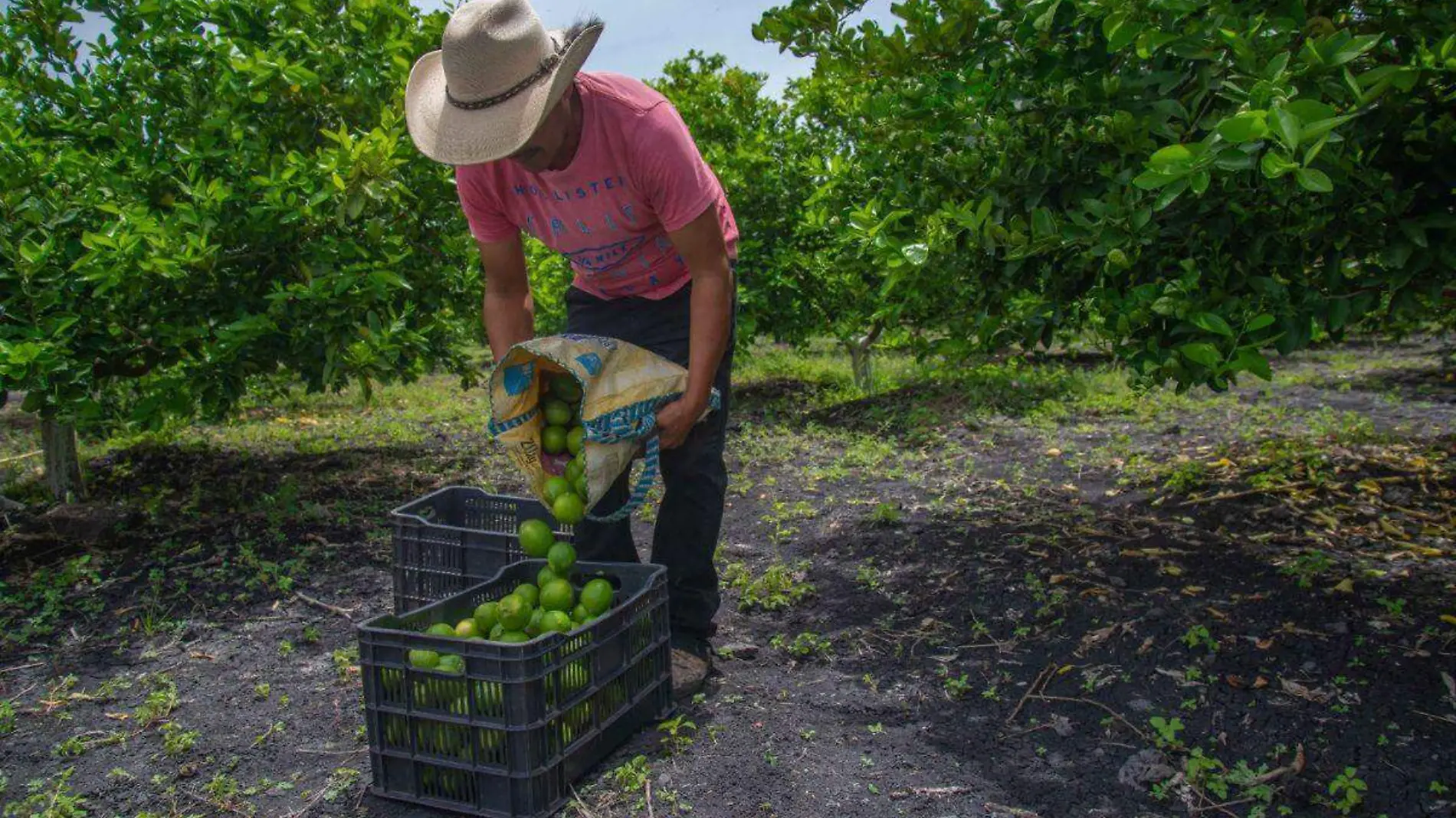 Beneficiarios de Producción para el Bienestar